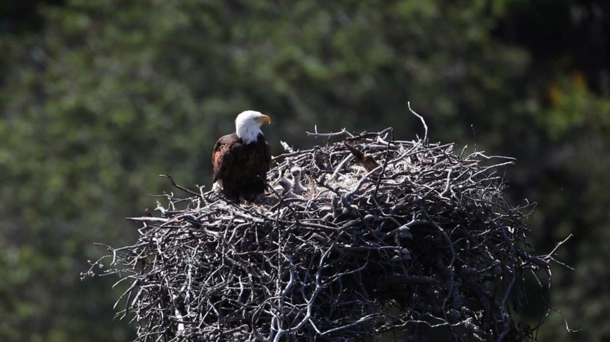 Thumbnail for the post titled: Successful recovery of bald eagle marks big win for conservation